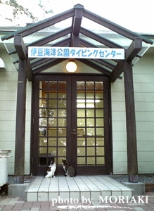 ネコ