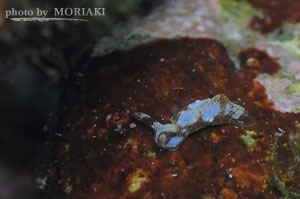 Elysia sp. チャイロミドリガイ