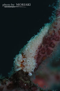 AEOLIDINA sp.