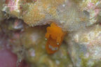 Tambja sp.