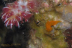 Tambja sp.