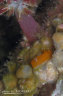 Tambja sp.