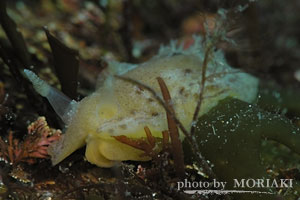 DORIDIDAE sp.