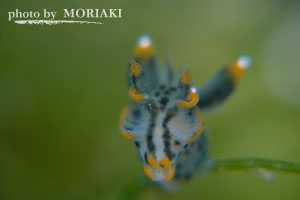 ツノザヤウミウシ