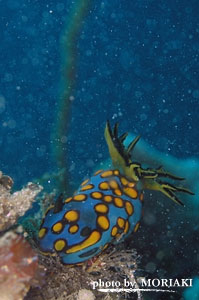 サガミリュウグウウミウシ