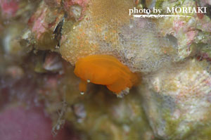 Tambja sp.