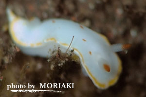 シラユキウミウシ