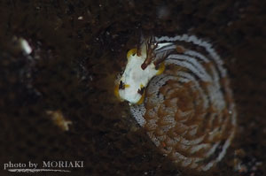 ネコジタウミウシ
