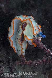 ハナオトメウミウシ